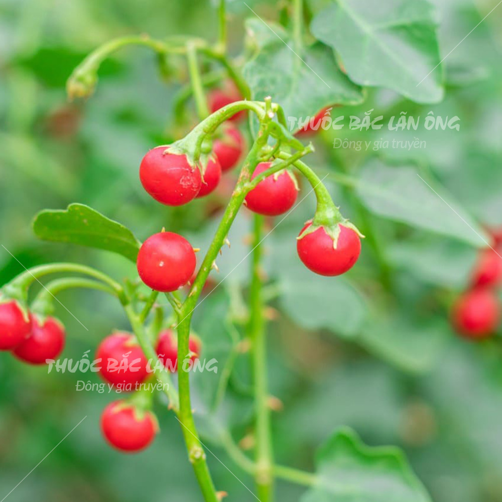 Cà gai leo 100g, khô, sạch, hỗ trợ giải độc, hạ men gan, mát gan, thanh nhiệt, giảm mụn nhọt