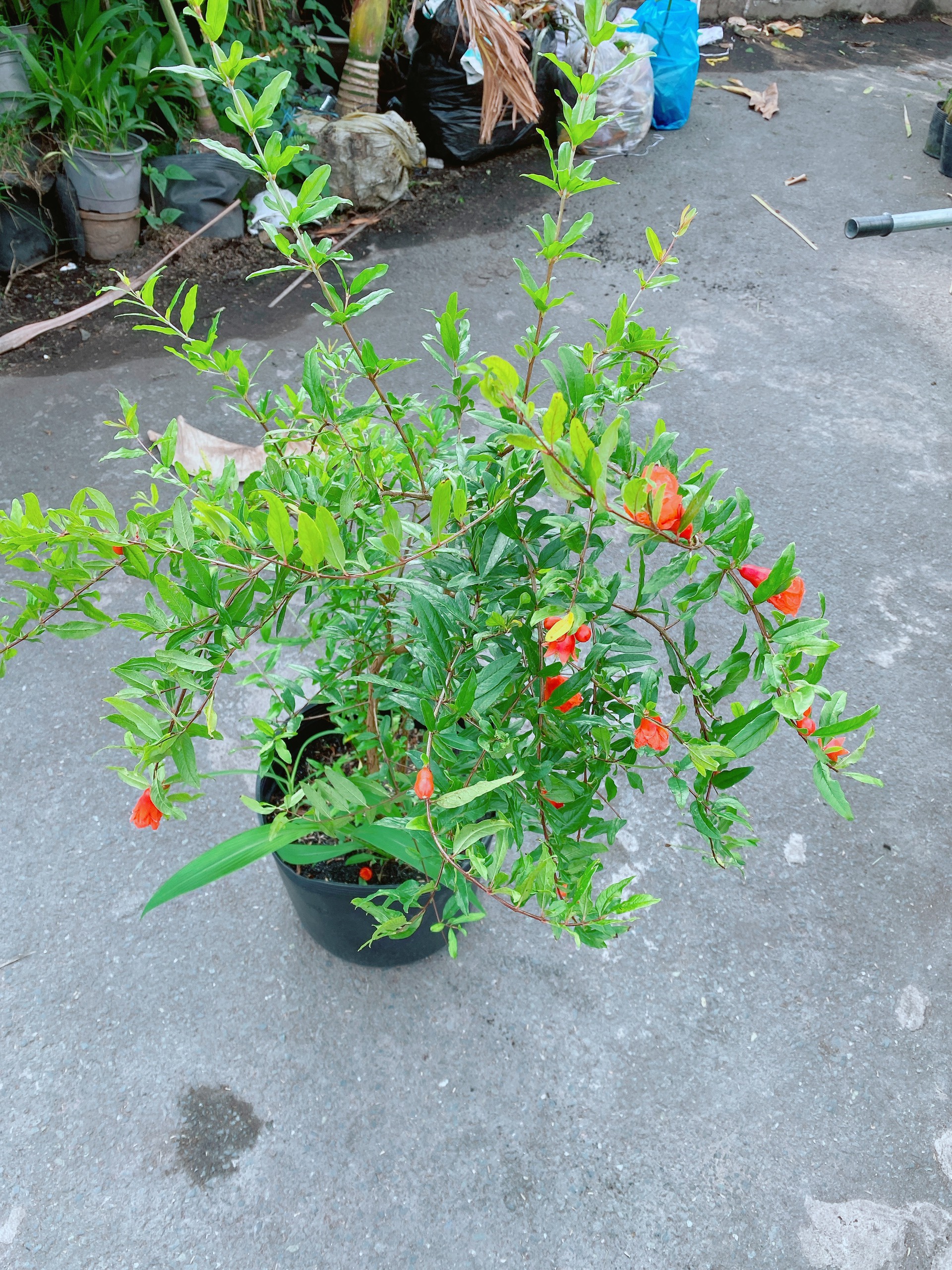 Cây Lựu Ấn Độ Cao 1m