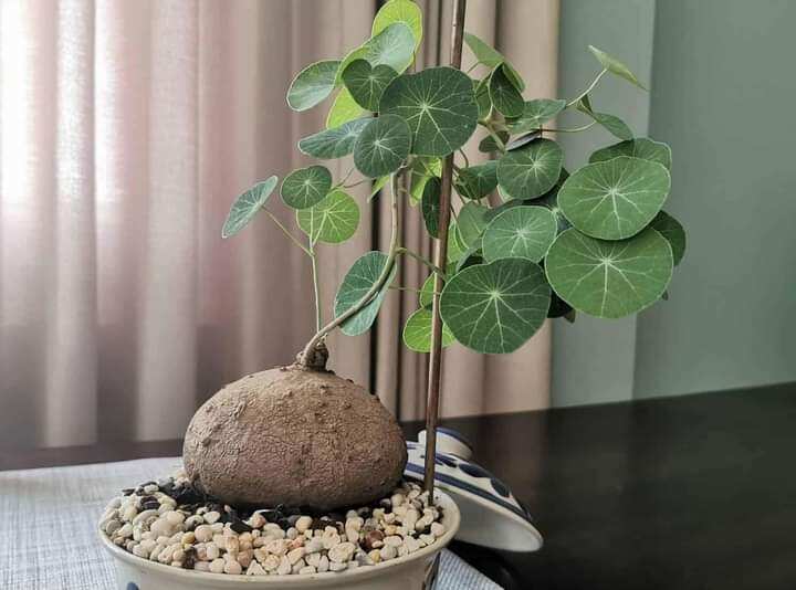 Củ bình vôi thái đã mọc mầm . lh 0982 772 015