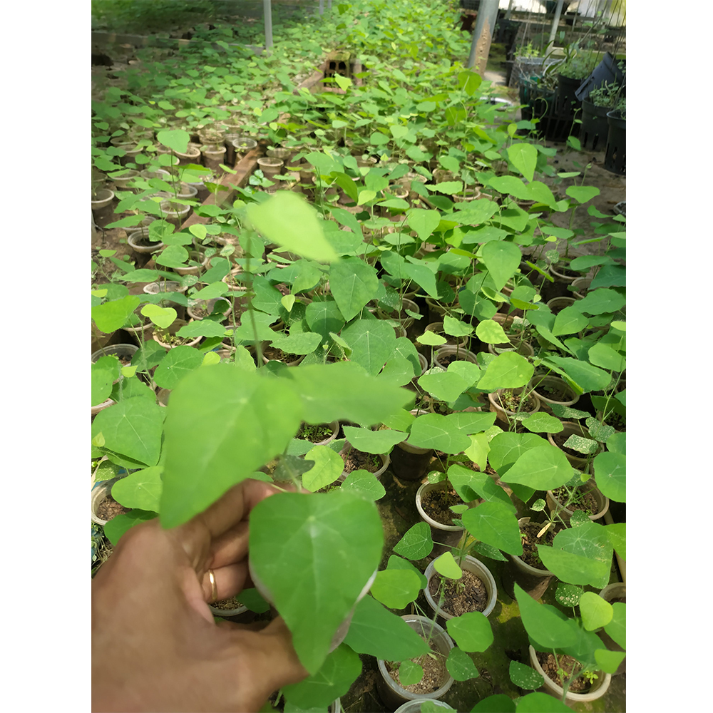 Feather ginseng forest plants