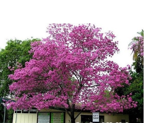 Hạt Giống Cây Hoa Phong Linh Tím - Gói 10 hạt