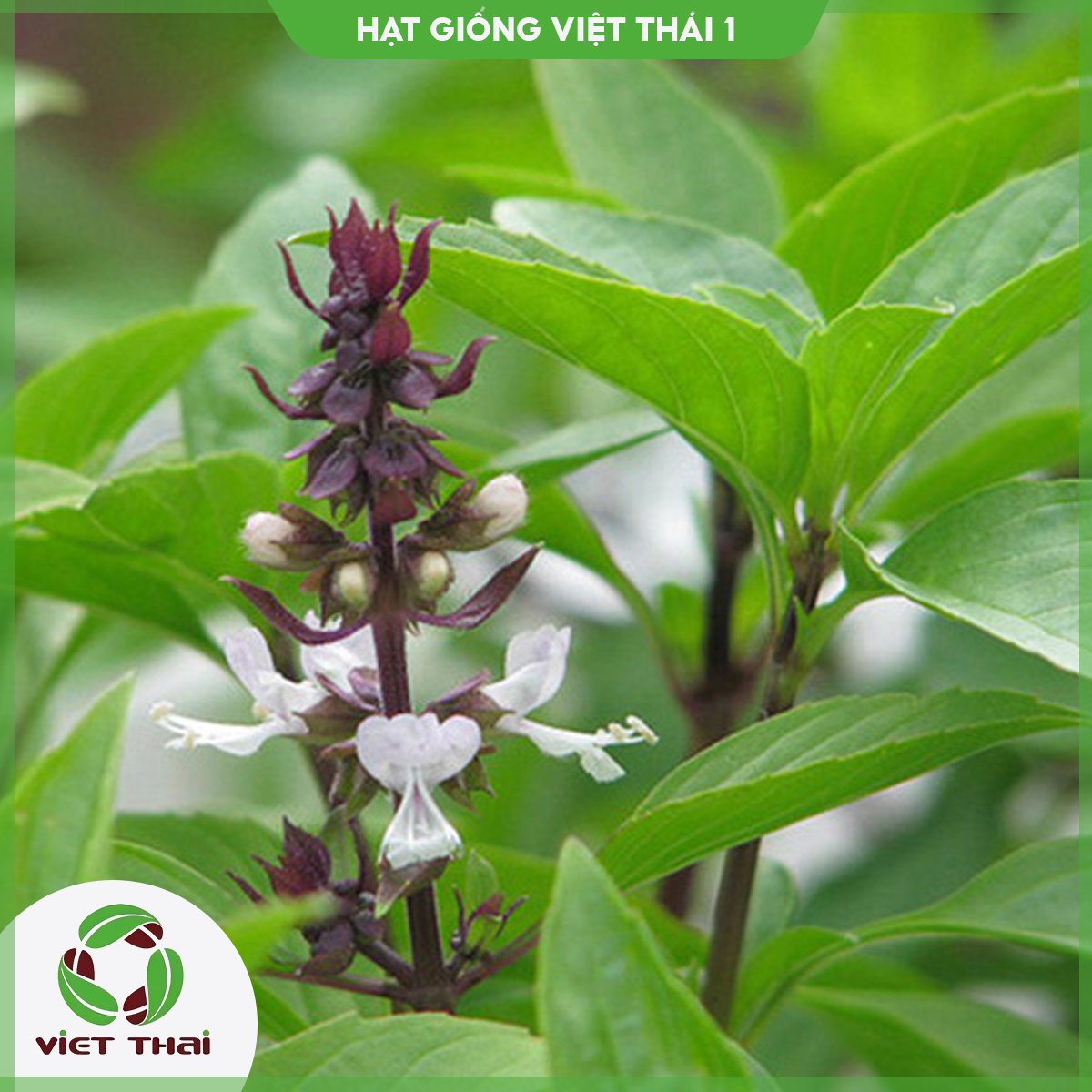 [SALE] Hạt giống rau húng quế TN-30 - HGVT1
