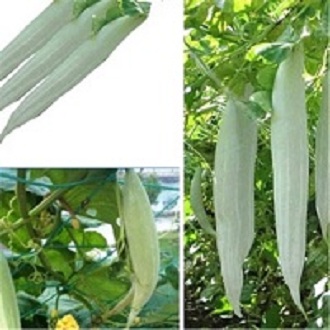 Hạt giống khổ qua tây - Gói 2gram - VTNN2