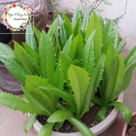 Giống Rau Cải Nhíp - Gói 10 Gram