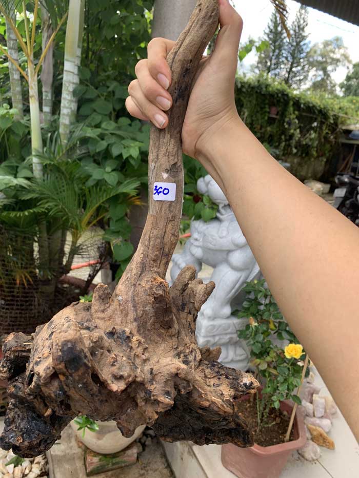 Lũa gỗ nghệ thuật trang trí Ms54 link C