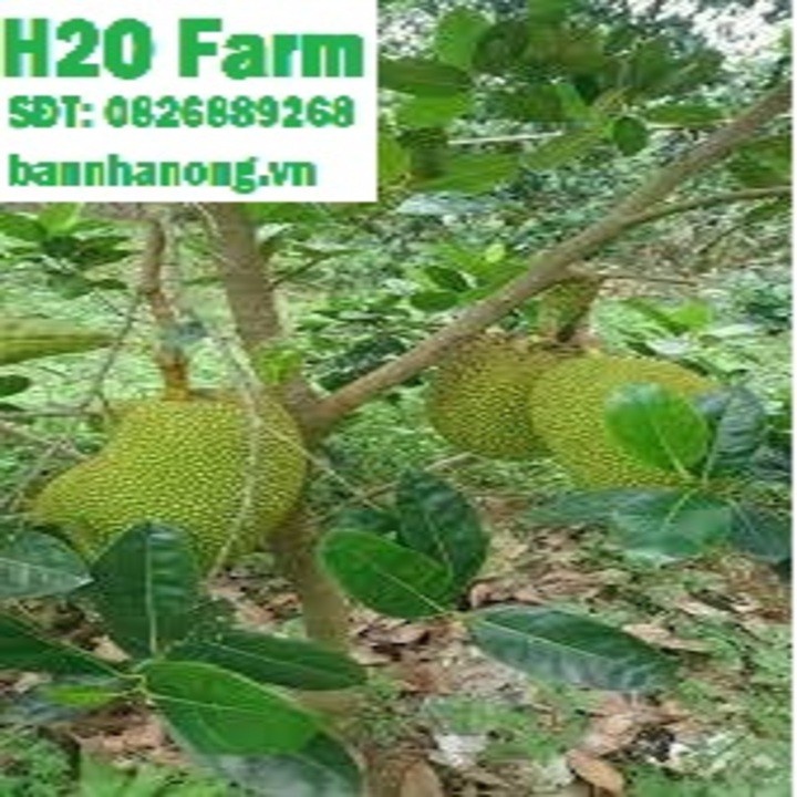 Cây mít thái lùn siêu sớm quả