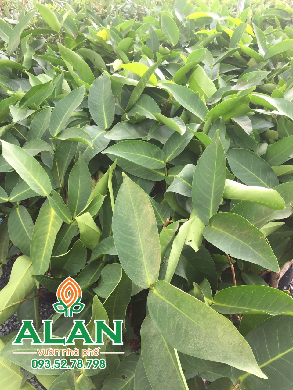 Cây mận đỏ ThongsamSri