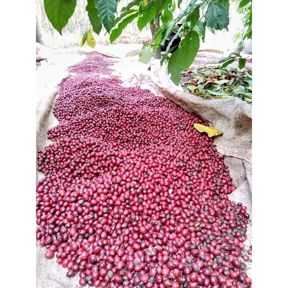 1kg HẠT GIỐNG CÀ PHÊ TR9