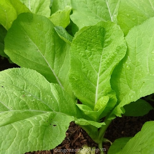 "Gói 20Gram"Hạt Giống Rau Cải Mơ Lùn [Seeds]