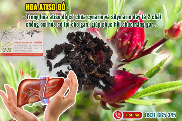 Cây Bụp Giấm (Hoa Atiso Đỏ) 1KG - Đông Y Thanh Bình
