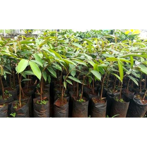 Cây sầu riêng hạt lép cơm vàng RI6