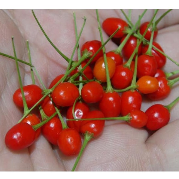 Hạt Giống Ớt Tiêu Siêu Cay Chiltepin