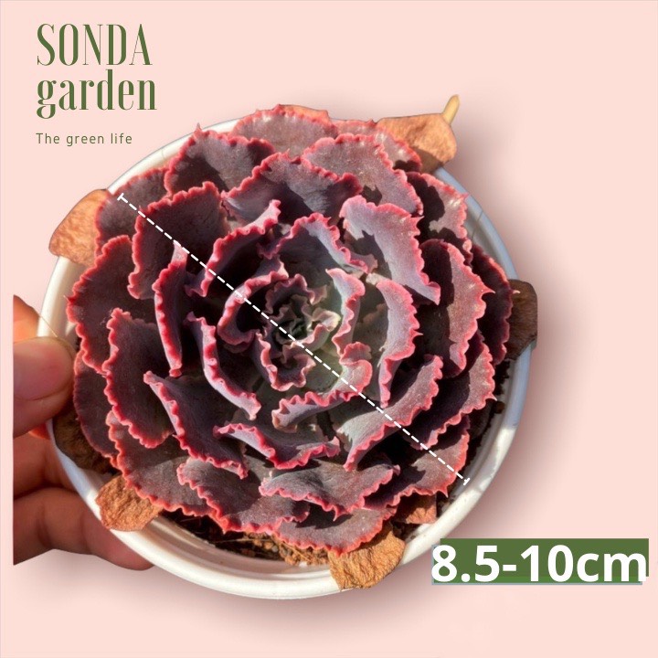 RANDOM 1 CÂY SEN ĐÁ SIZE TRUNG BÌNH 8-10CM LỖI 1 ĐỔI 1
