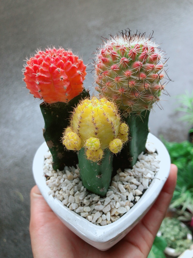 Chậu Xương Rồng Trái tim
