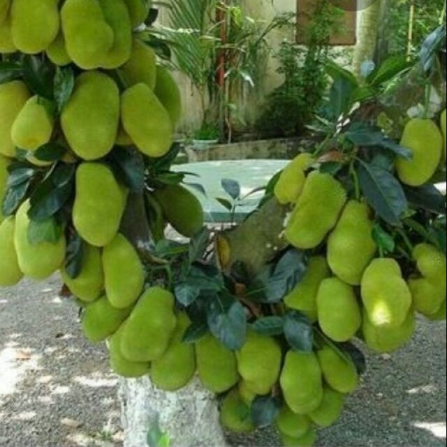 Cây Giống mít ta