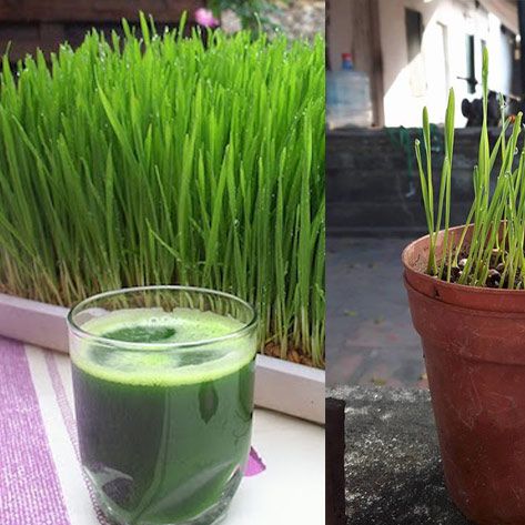 [HCM]100gr Hạt mầm lúa mạch cỏ lúa mì cỏ mèo