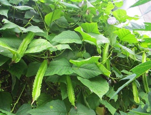 Hạt Giống Đậu Rồng ( Đậu Khế ) - 10 hạt