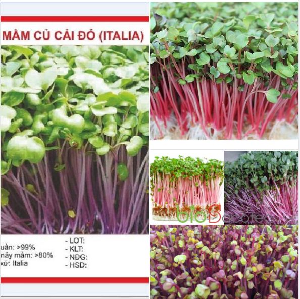 Hạt giống Mầm củ cải đỏ ( ITALIA ) - gói 30gr