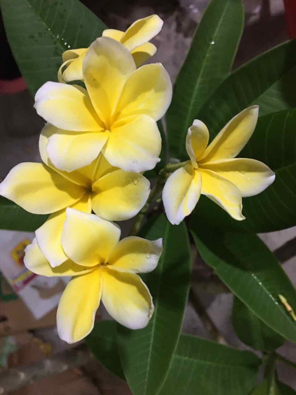 Cây sứ đại hoa vàng hoa rất thơm