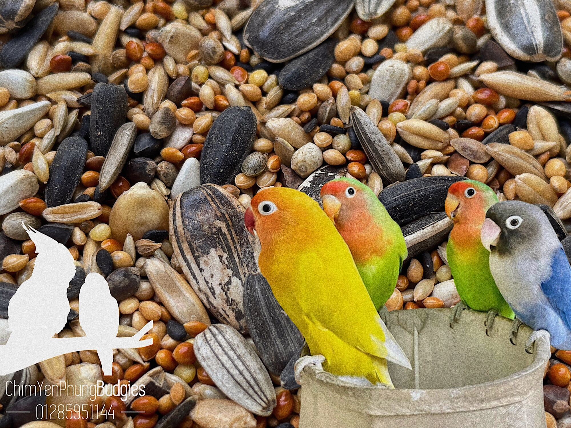 1kg ngũ cốc dinh dưỡng cho vẹt Lovebird, Cockatiel, Parrotlet (không chất bảo quản).