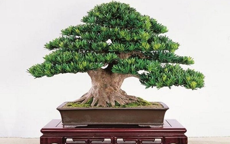 CÂY GIỐNG TÙNG LA HÁN [ CÂY PHONG THỦY ]