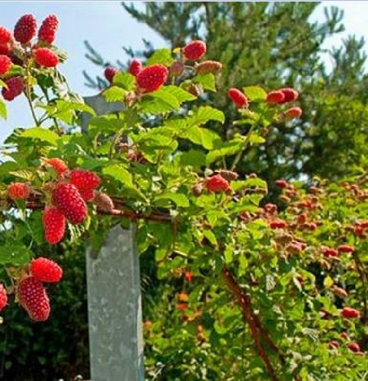 "Gói 30 Hạt " Hạt giống Mâm xôi đỏ ( phúc bồn tử )