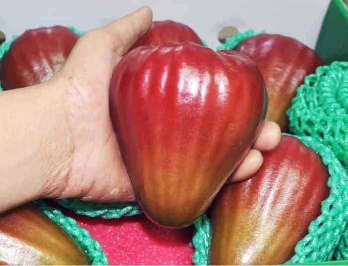 Cây giống mận đường đai l0an