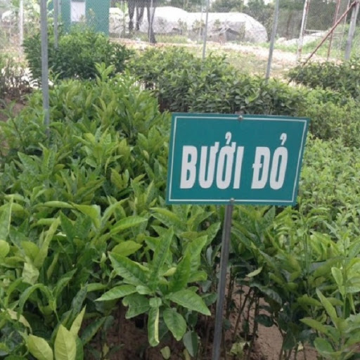 CÂY GIỐNG BƯỞI ĐỎ LUẬN VĂN TIẾN VUA