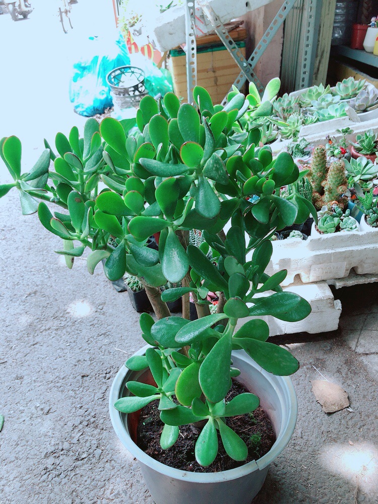 Chậu Ngọc Bích