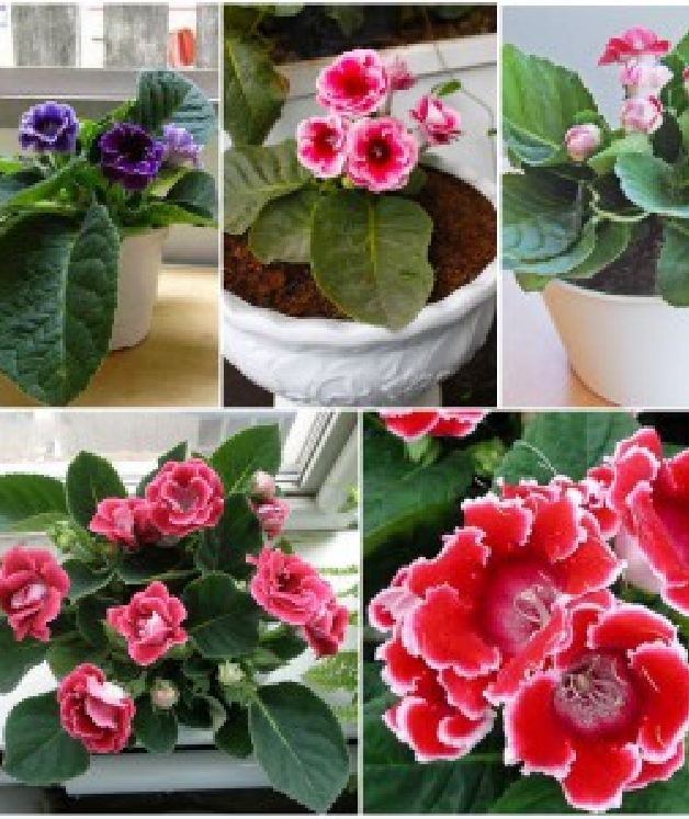 Hạt Giống Hoa Tử La Lan Mix - Gói 5 Hạt ( Kèm gói kích thích hạt nảy mầm )