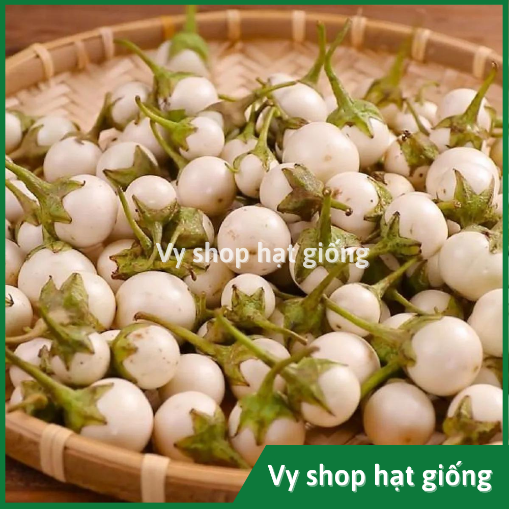Hạt giống cà pháo trắng Thái Lan gói 200 hạt