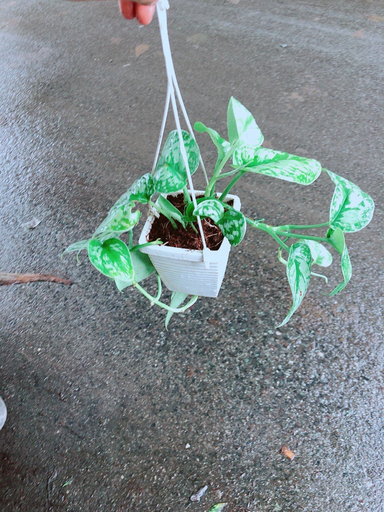 Chậu Trầu Bà Lụa