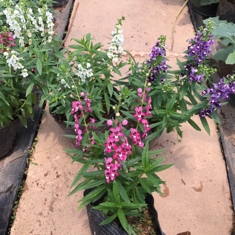 Cây Hoa Ngọc Hân, Cây violet (HÀNG NHƯ HÌNH SHOP CHỤP)