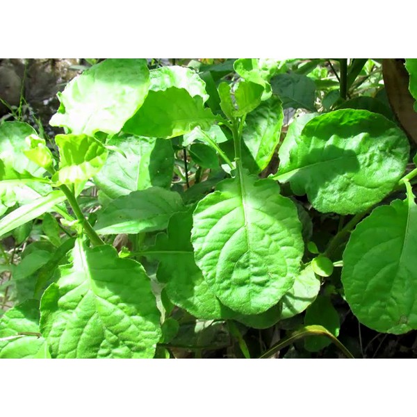 Hạt giống Cây Cải Trời 100g