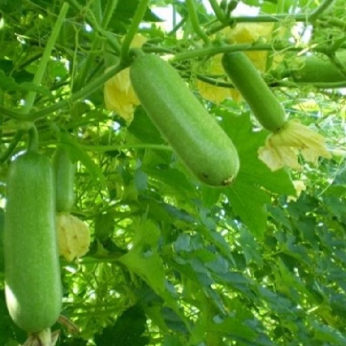 Hạt giống bí đao chanh siêu trái(gói 10 hạt)