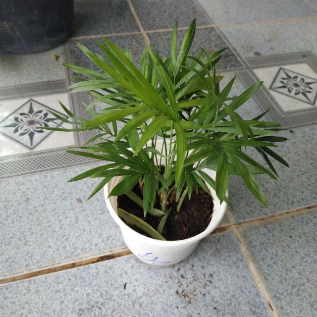 [Cây phong thủy] Cau Tiểu Trâm
