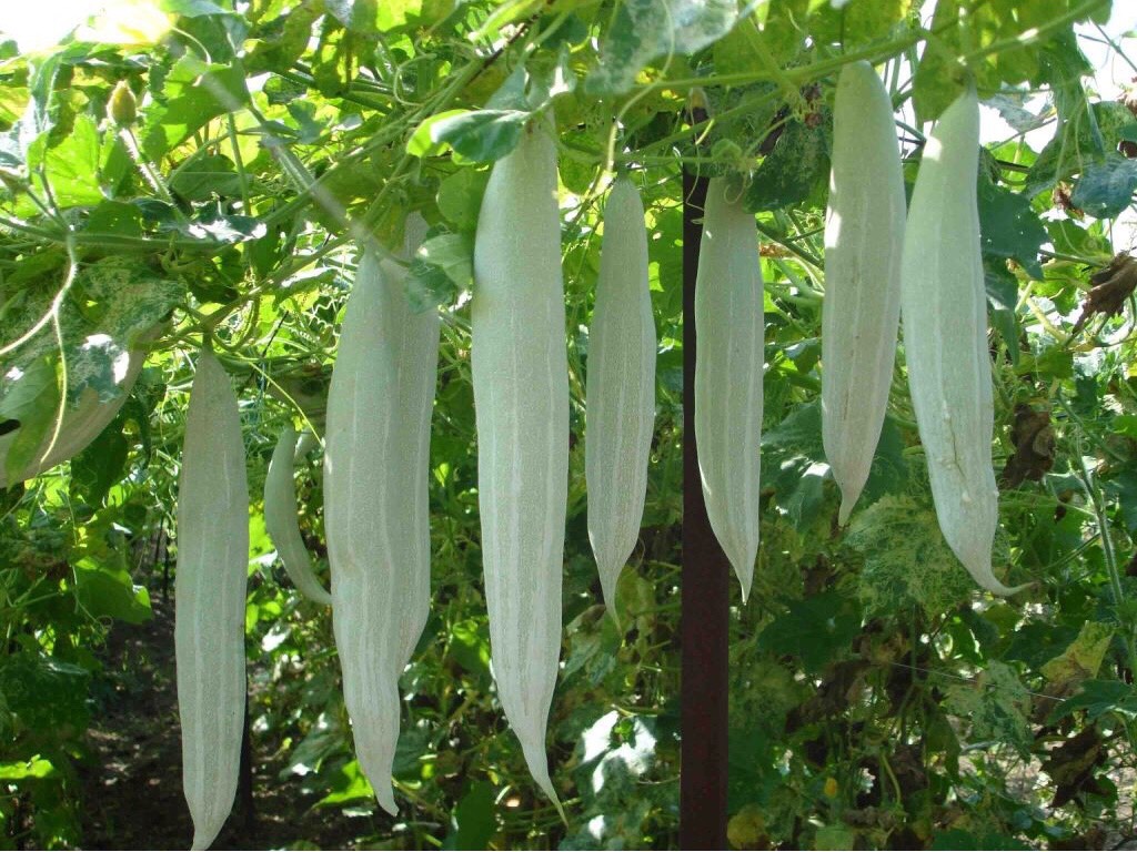 🥒hạt giống khổ qua tây 🥒- 5 gr/ 1 gói - tỉ lệ nảy mầm cao siêu trái độc lạ