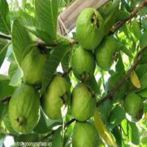 Cây giống ổi bốn mùa ổi găng