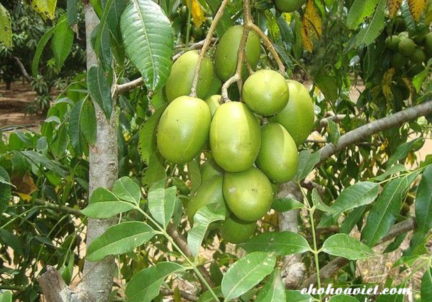 Cây giống Cóc Thái. [ BẦU TO CÂY CAO 1 M, CÓ QUẢ HOẶC ĐANG RA BÔNG ].