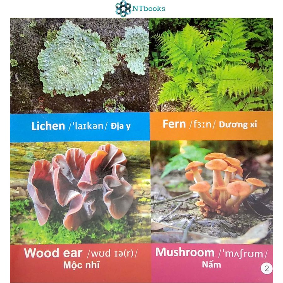Sách 101 Từ đầu tiên: Thực vật - NTbooks