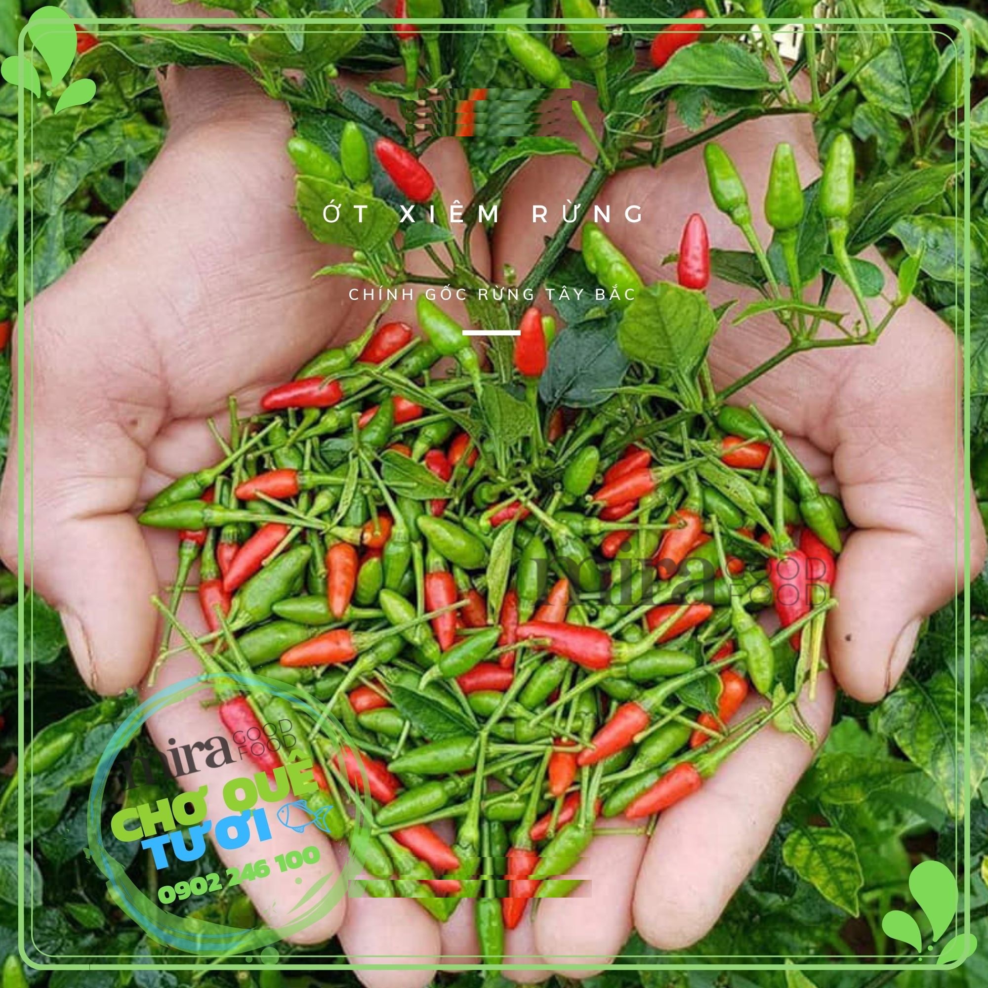 Hạt giống ớt xiêm rừng - Ớt Thóc - 1 gói 30 hạt - VTNT
