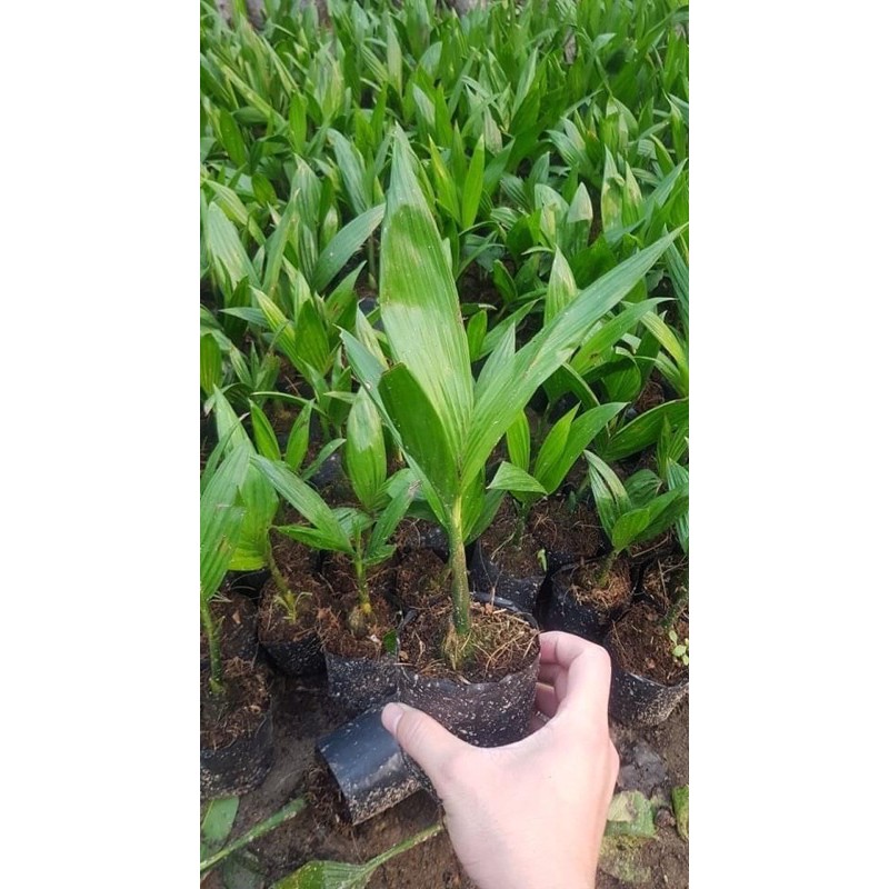 CAU LÙN TỨ QUÝ ( mang lại hiệu quả kinh tế cao ) quả ăn được