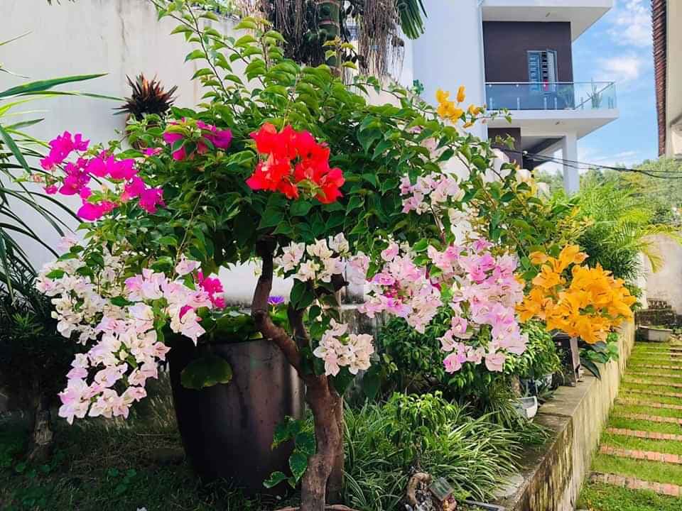 2 cây hoa ngũ sắc