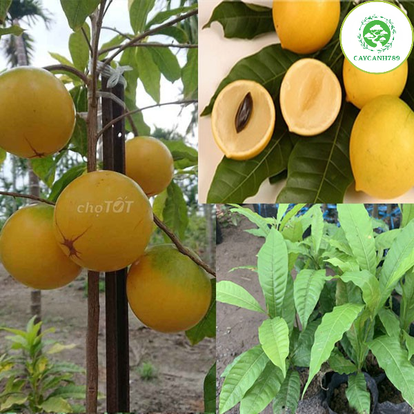 Cây vú sữa hoàng kim - Vú sữa vàng (ảnh thật).