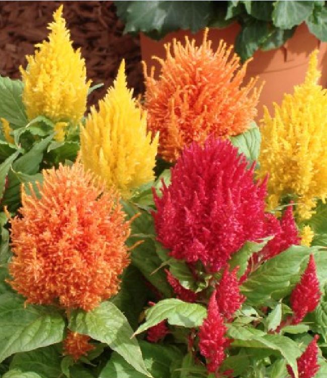 "Gói 100 Hạt " Hạt giống hoa mào gà lửa mix