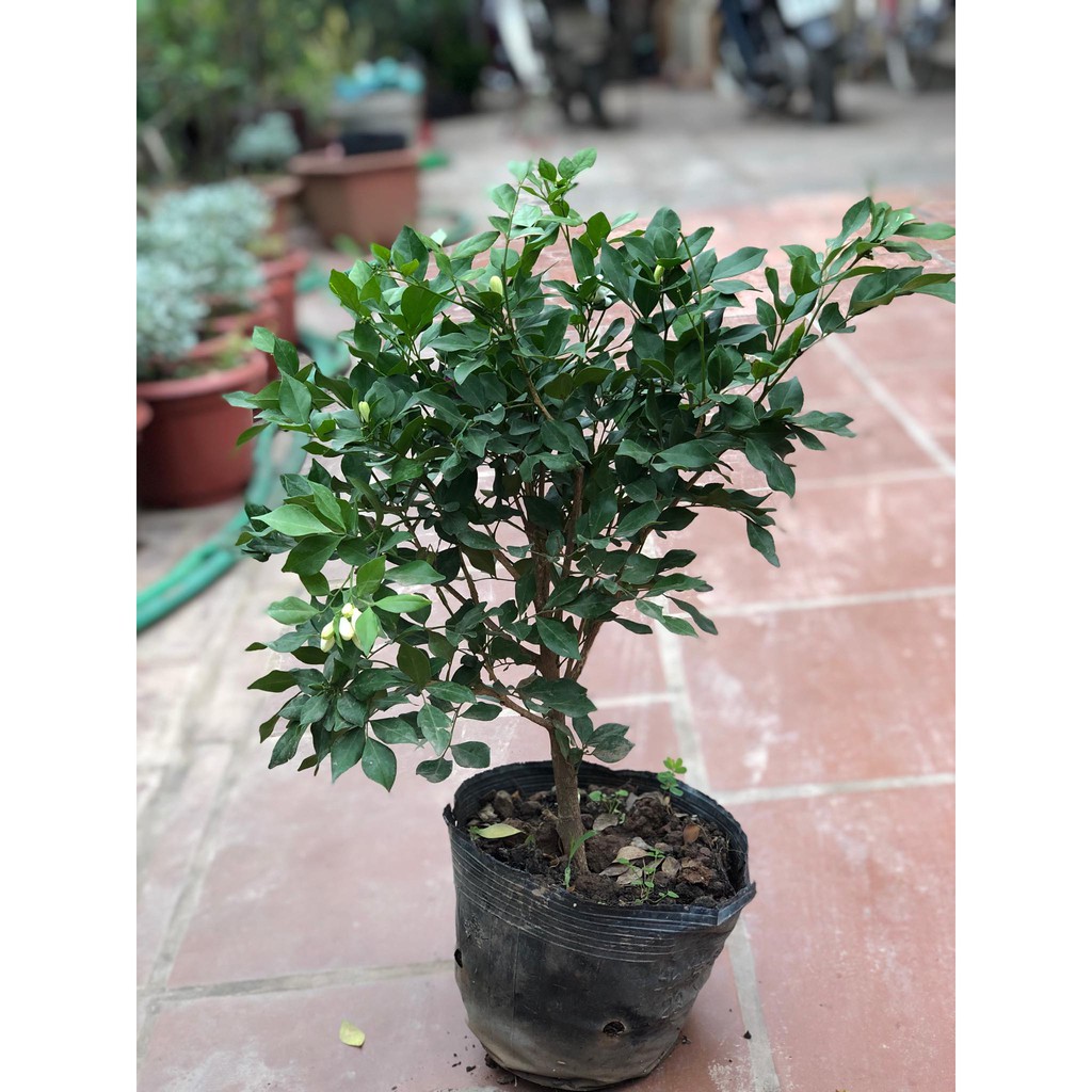Cây Nguyệt Quế hoa thơm - Cây cảnh sân vườn