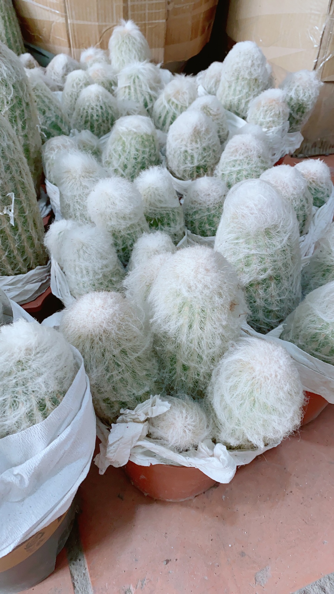 Xương Rồng Bụi Lớn