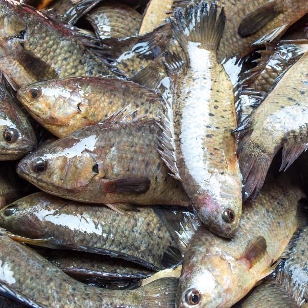 Mồi câu cá rô đồng (cám tộc)
