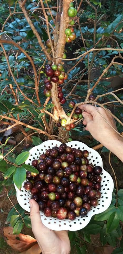 Hạt giống cây nho thân gỗ - Gói 5 hạt