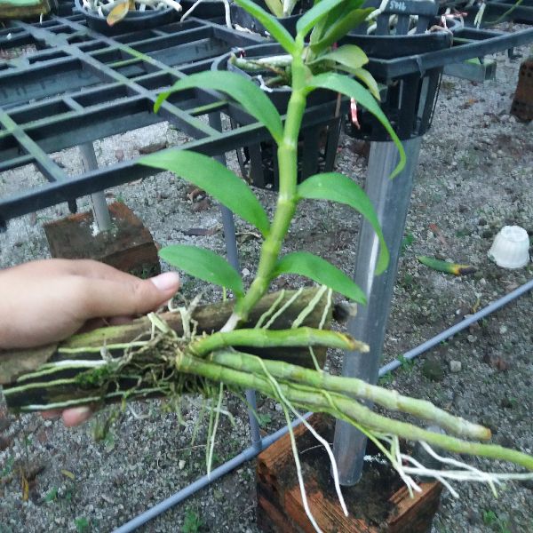 Phong lan trầm hương ghép gỗ( bảng trung)